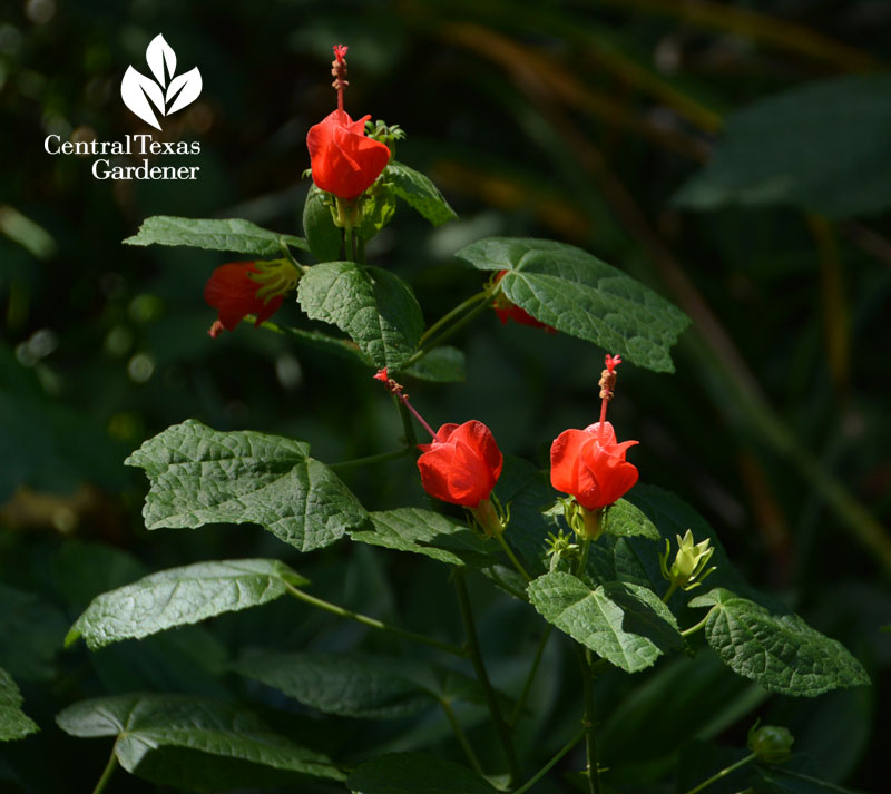 native Turk's cap for hummingbirds 