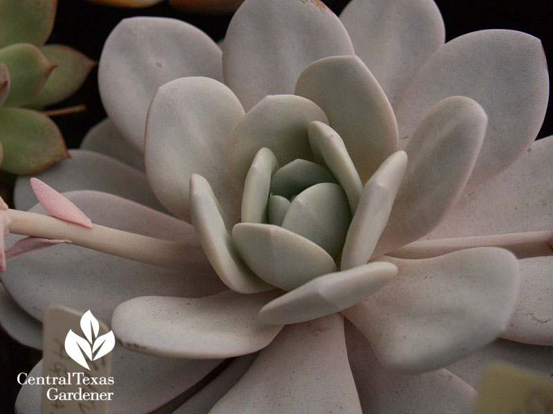 white echeveria Central Texas Gardener 