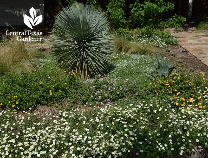 yucca rostrata blackfoot daisy silver ponyfoot Central Texas Gardener