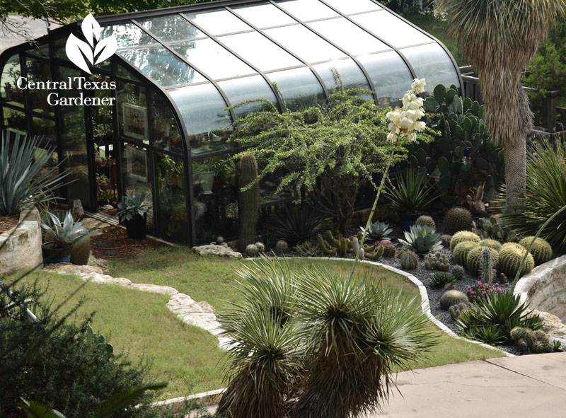 yucca rostrata bloom Pavlat greenhouse Central Texas Gardener