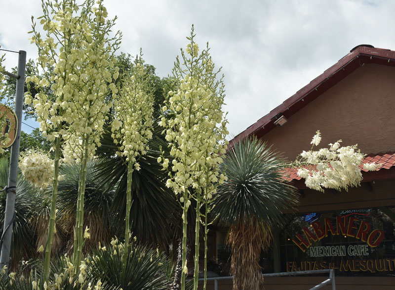 yucca rostrata in bloom Central Texas Gardener