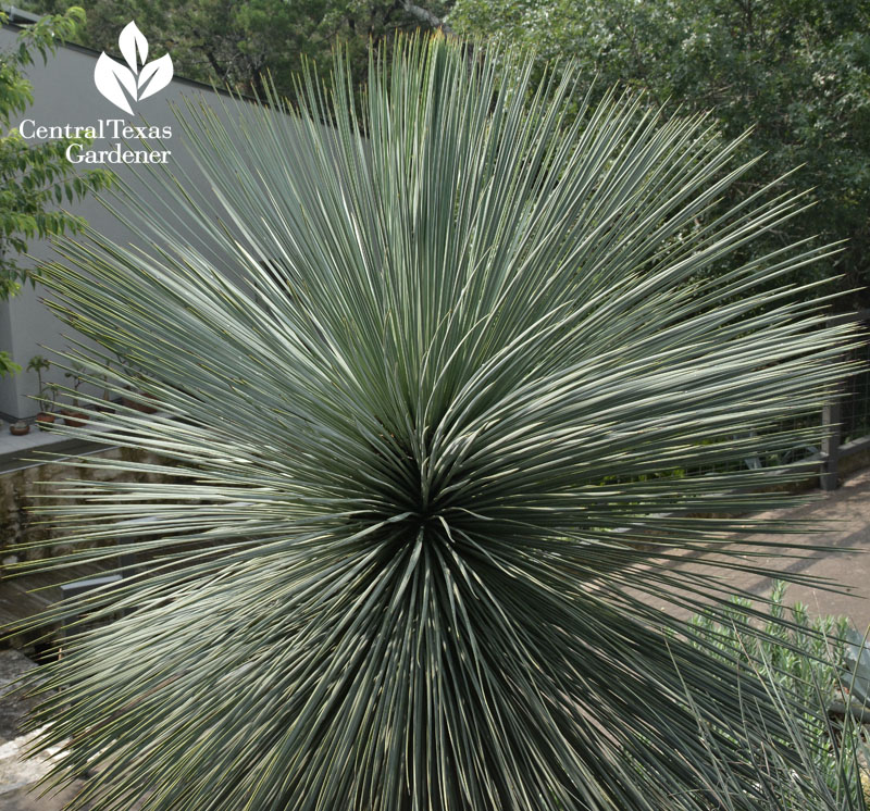 yucca rostrata pavlat Central Texas Gardener