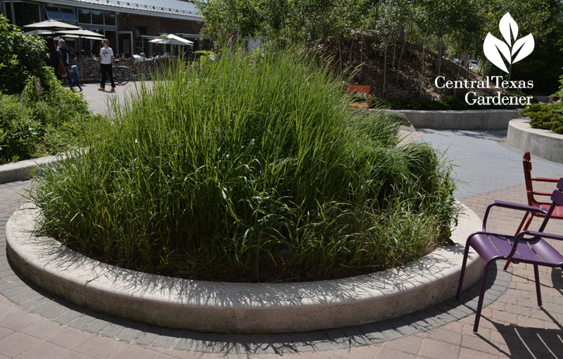 Brickworks native grass garden Central Texas Gardener