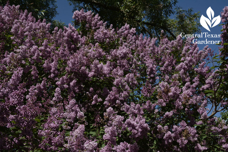 Lilac tree Toronto Central Texas Gardener