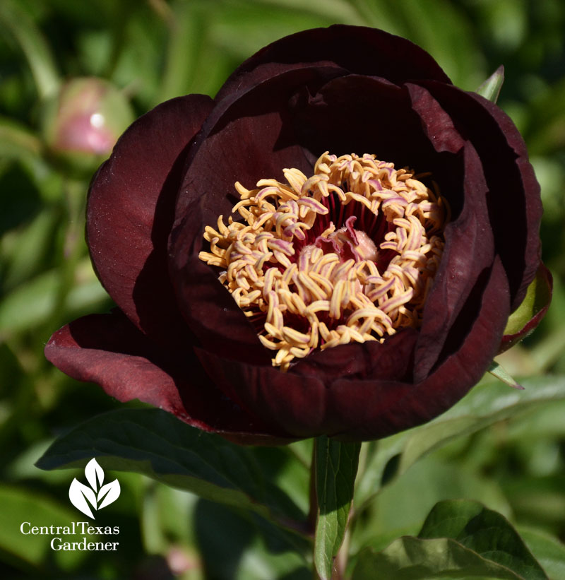 Purple peony in Toronto Central Texas Gardener