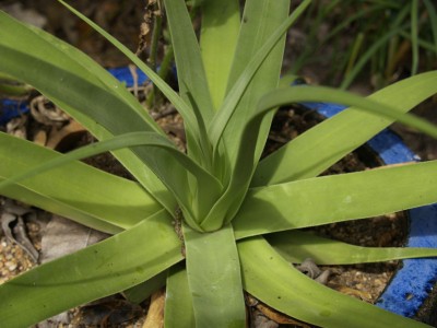 agave bracteosa potting soil