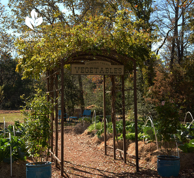 cute vegetable garden arbor Central Texas Gardener