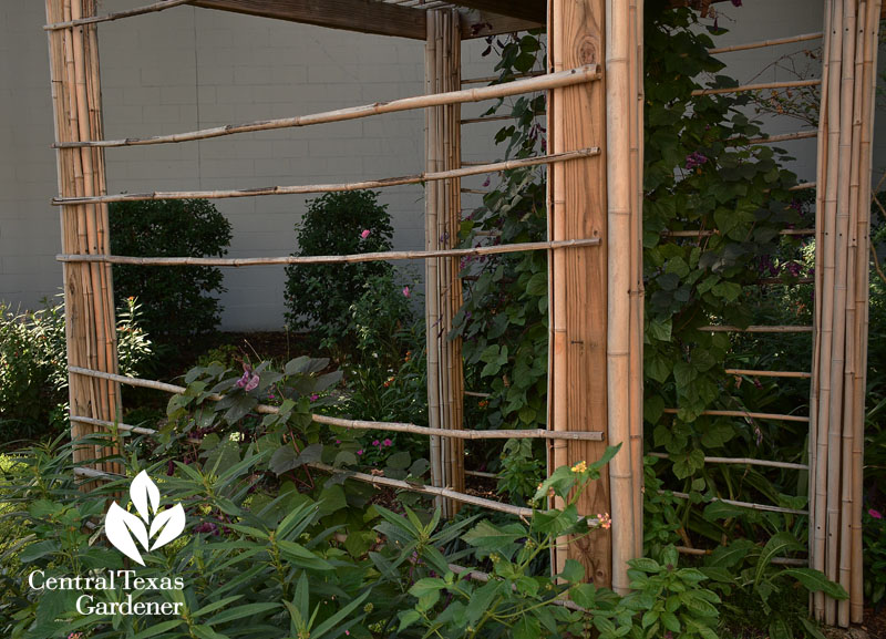 bamboo facing on wood arbor Central Texas Gardener