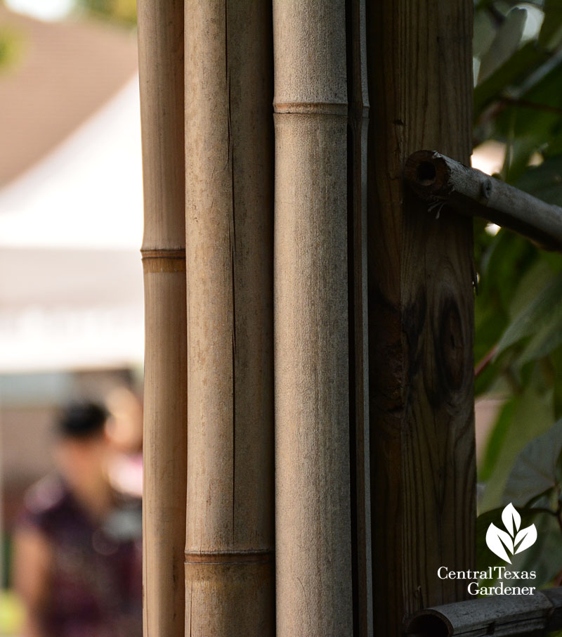 bamboo facing on wood arbor Central Texas Gardener