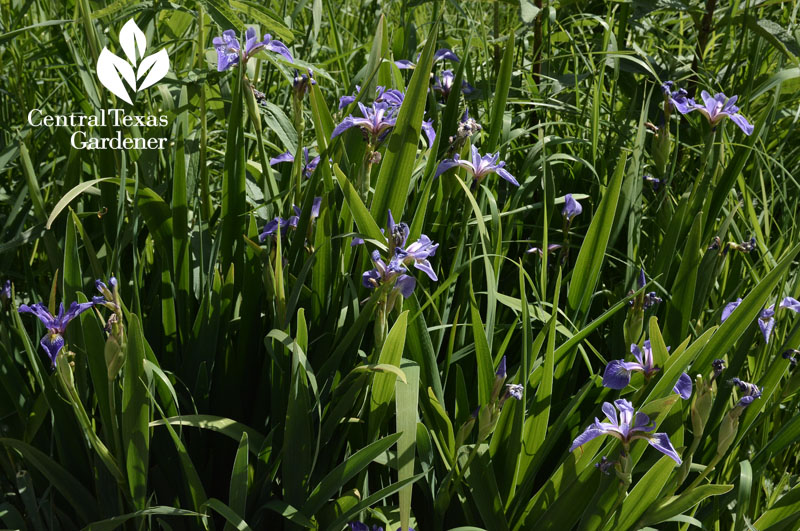 iris in rain garden Toronto Central Texas Gardener