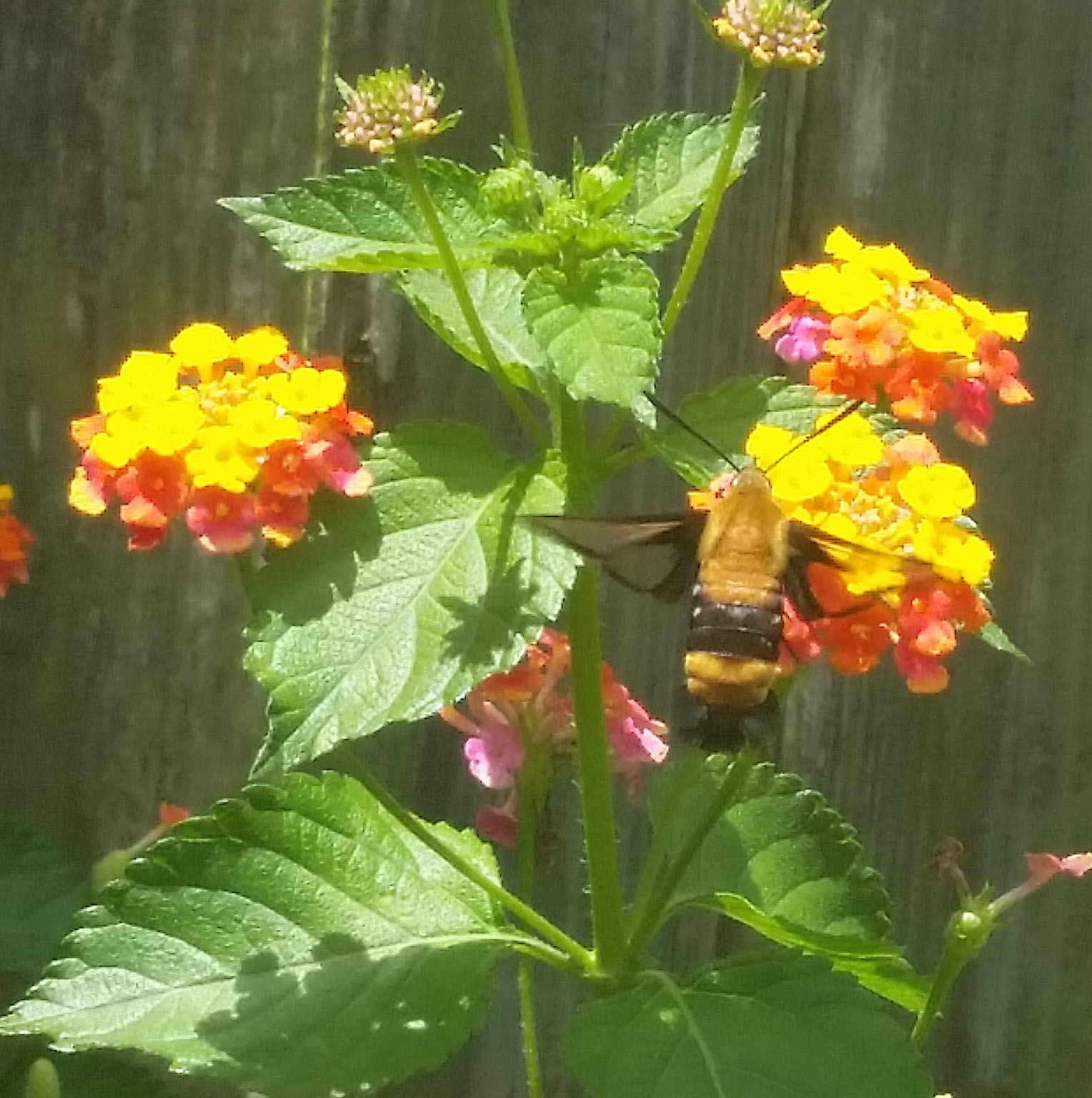 Snowberry clearwing moth by Scott Stoker