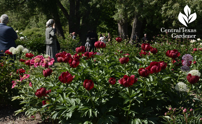 Peony garden Toronto Central Texas Gardener