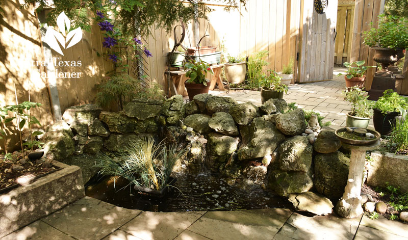 small patio pond Central Texas Gardener