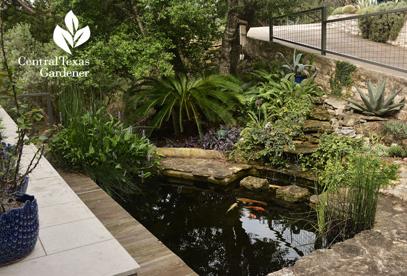 front patio pond Central Texas Gardener