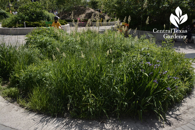 rain garden Evergreen Brick Works Toronto Central Texas Gardener