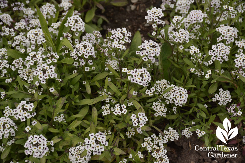 Alyssum Dark Night Central Texas Gardener
