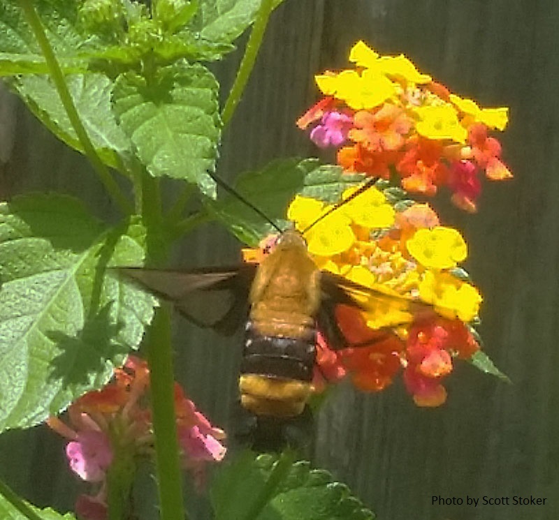 Clearwing snowberry moth Central Texas Gardener