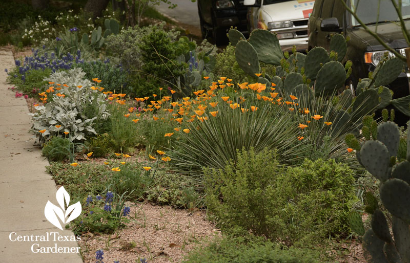 Curb garden Rollingwood City Hall Central Texas Gardener