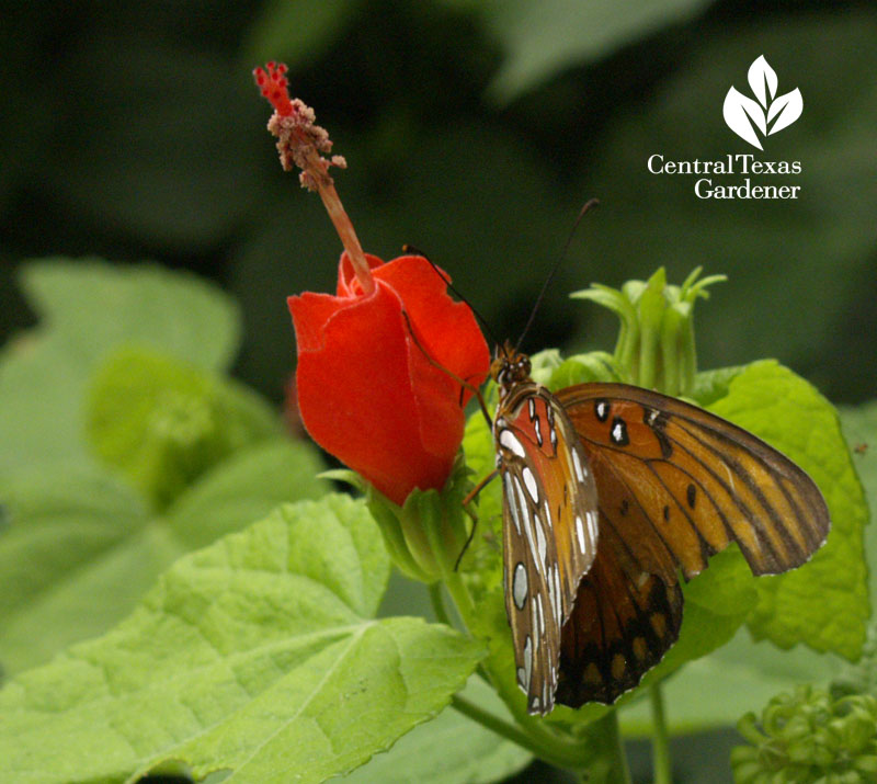 Gulf fritillary butterfly Turk's cap Central Texas Gardener