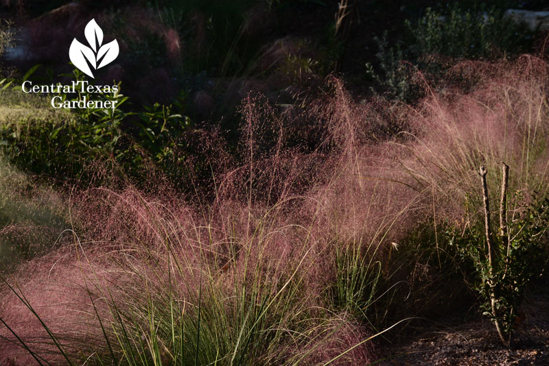 Gulf muhly Central Texas Gardener