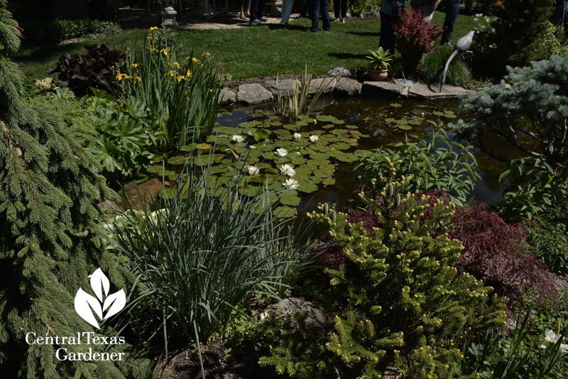 Marion Jarvie pond Central Texas Gardener
