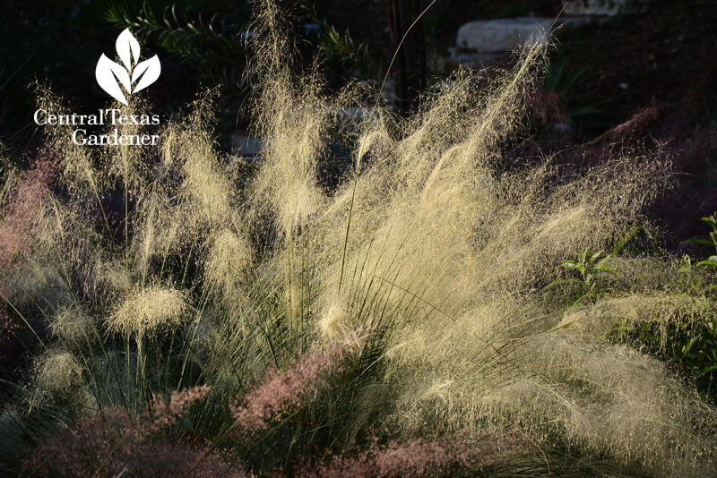 Muhlenbergia sericea ‘White Cloud’ Central Texas Gardener