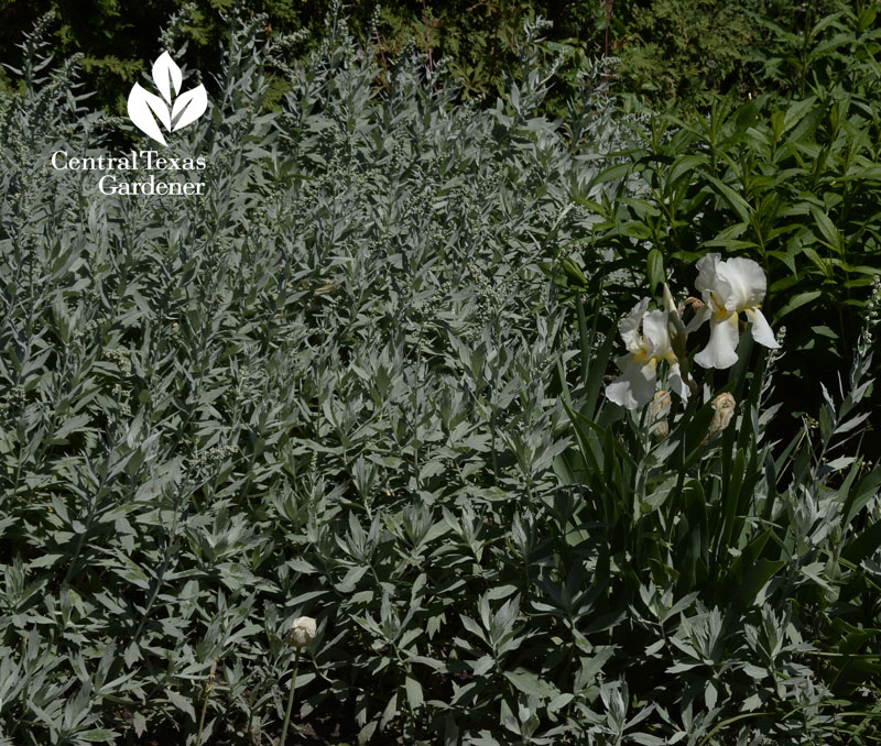 Parkwood Estate artemisia and white iris Central Texas Gardener