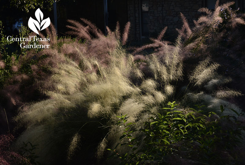 Pink Flamingo muhly and Muhlenbergia sericea ‘White Cloud’ Central Texas Gardener