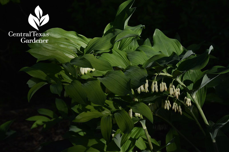 Solomon's Seal Central Texas Gardener