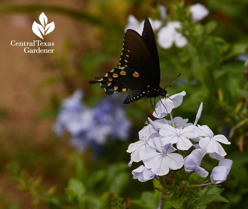 Spicebush Swallowtail on plumbago Central Texas Gardener