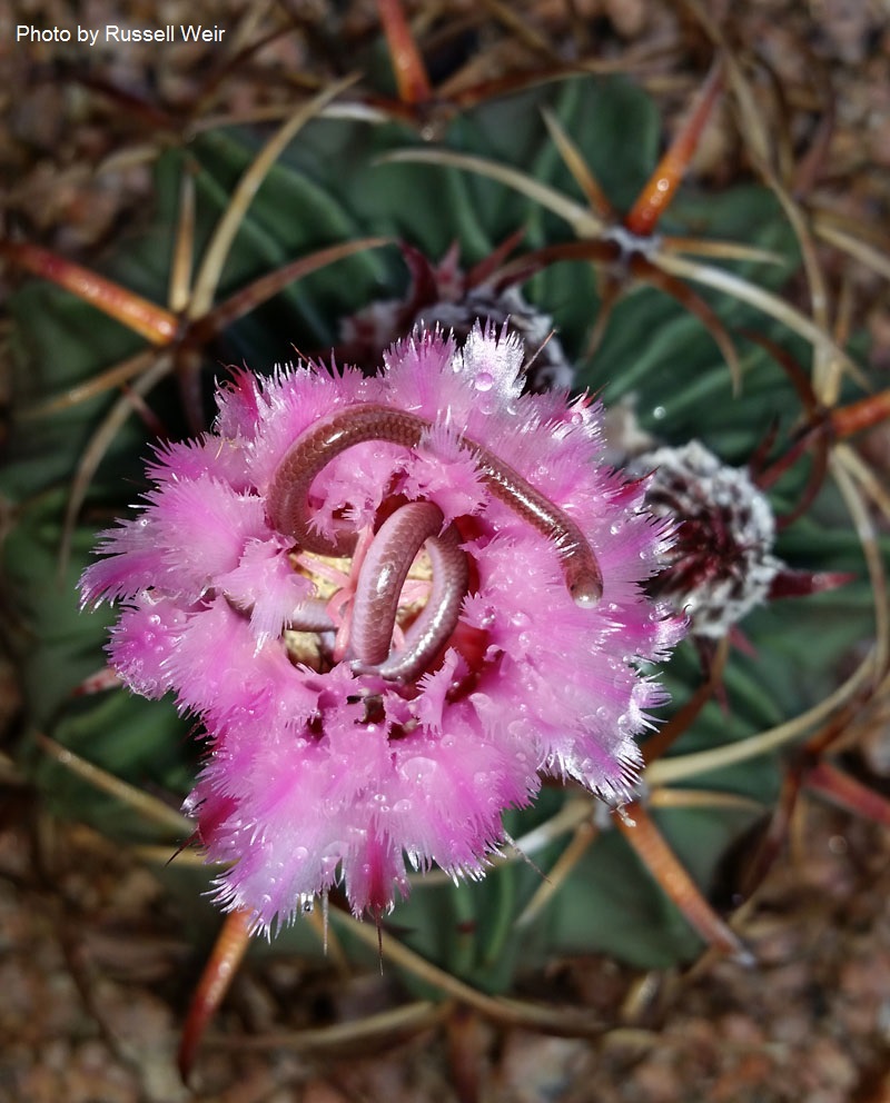 Texas Blind snake Horse Crippler cactus