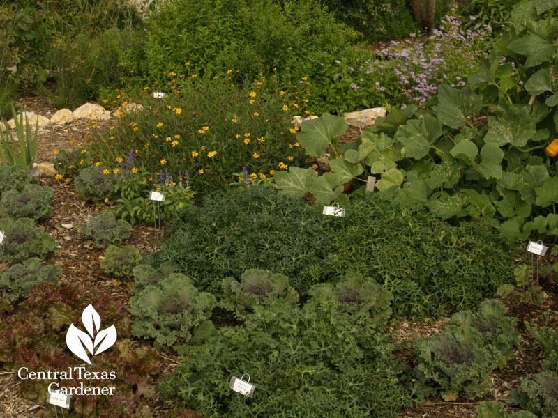 Travis County Texas A&M AgriLife demonstration garden Central Texas Gardener