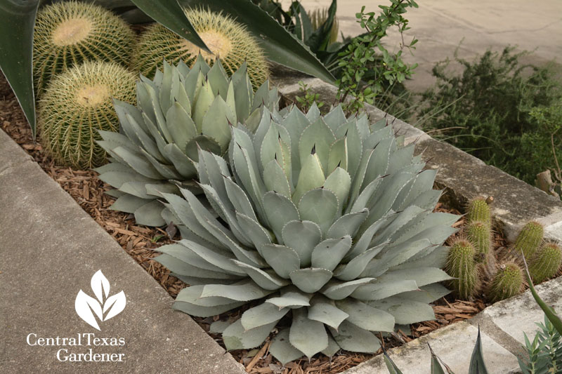 agave parryi and golden barrel cactus Central Texas Gardener