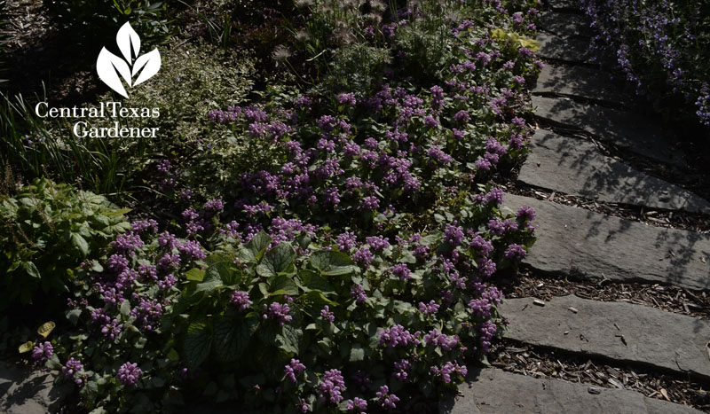 ajuga pathway Central Texas Gardener