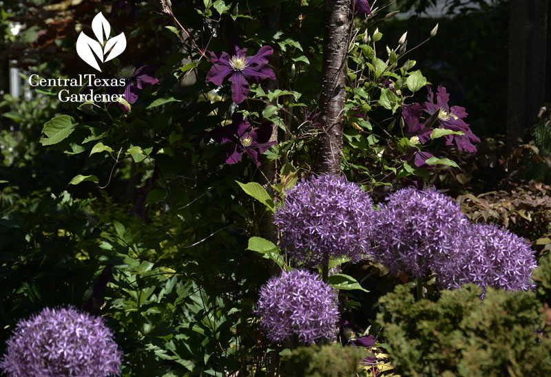 allium purple clematis Central Texas Gardener