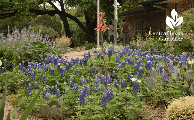aloe maculata bluebonnets Central Texas Gardener