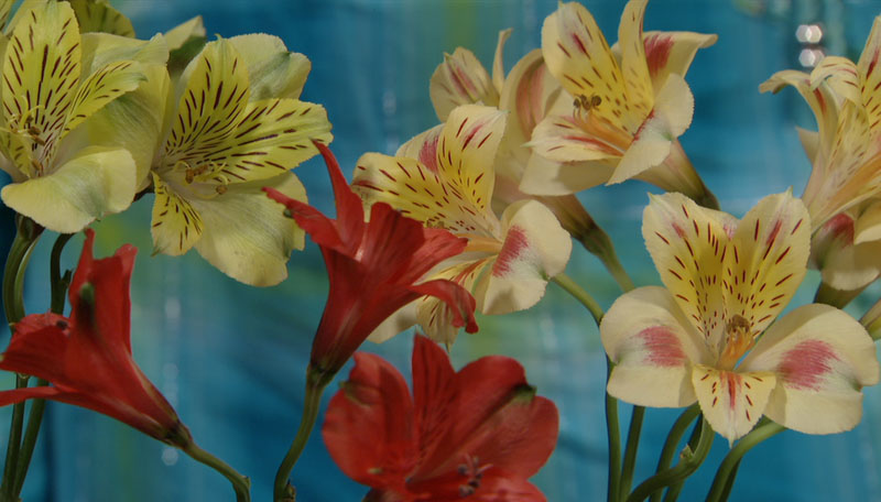 alstromeria allergy plant Central Texas Gardener