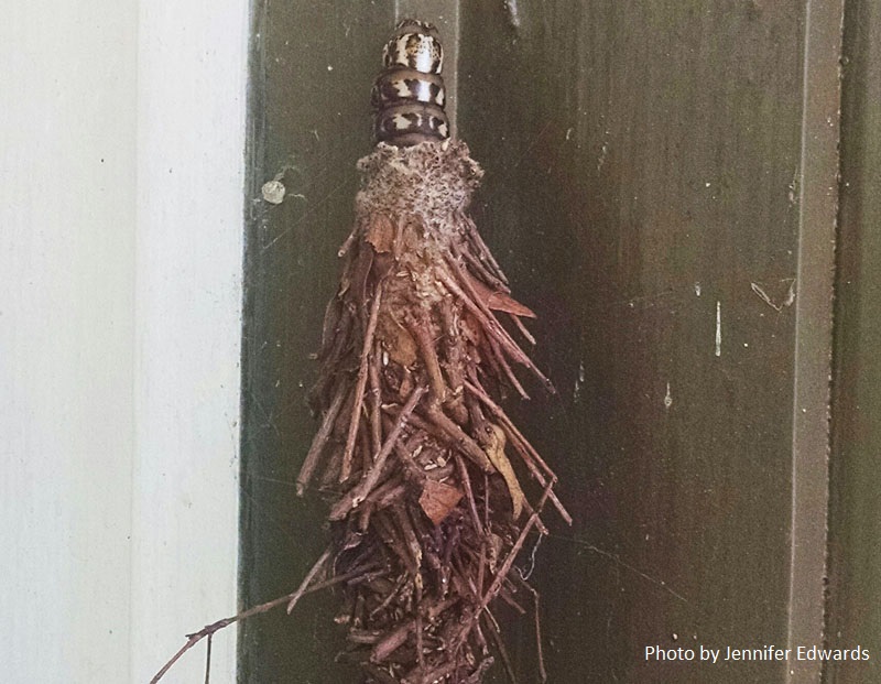 bagworm Central Texas Gardener