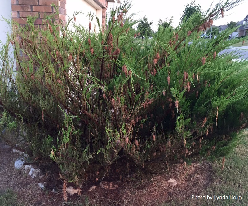 bagworm damage juniper Central Texas Gardener