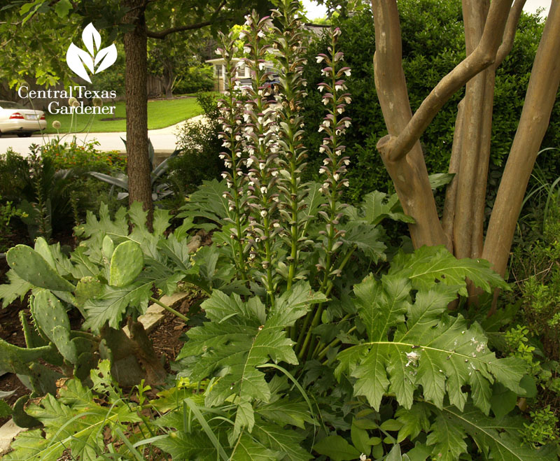 bear's breeches flowers Central Texas Gardener