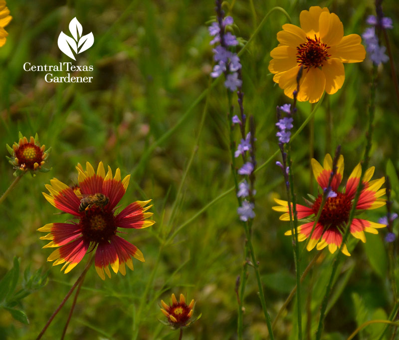 bee on Indian blanket wildflower Central Texas Gardener