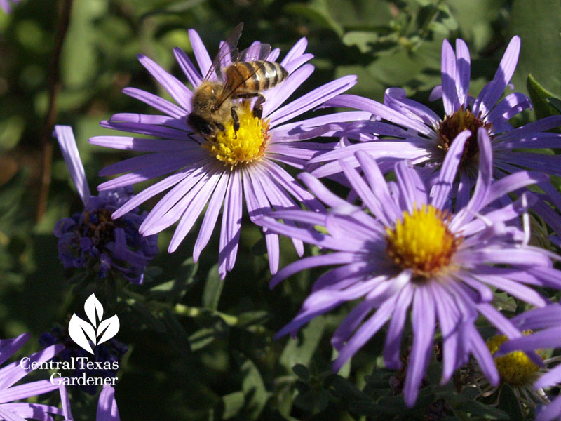 bee on fall aster Central Texas Gardener