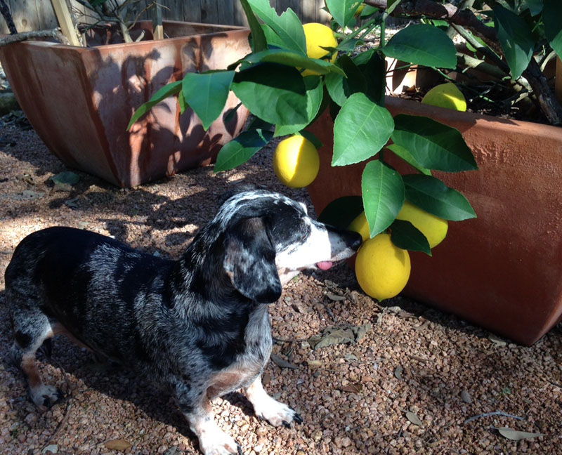 doxie sniffs Meyer lemon