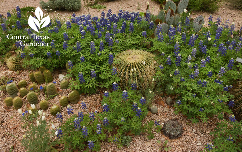 luebonnets golden barrel cactus Central Texas Gardener