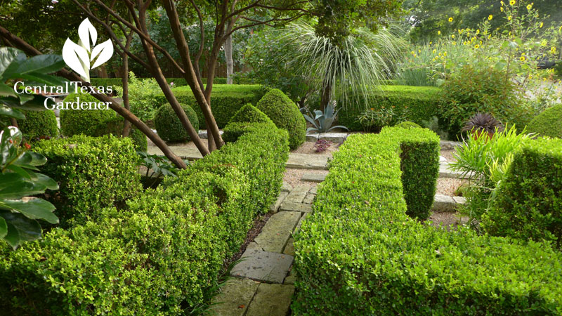 boxwood formal structure Deborah Hornickel Central Texas Gardener