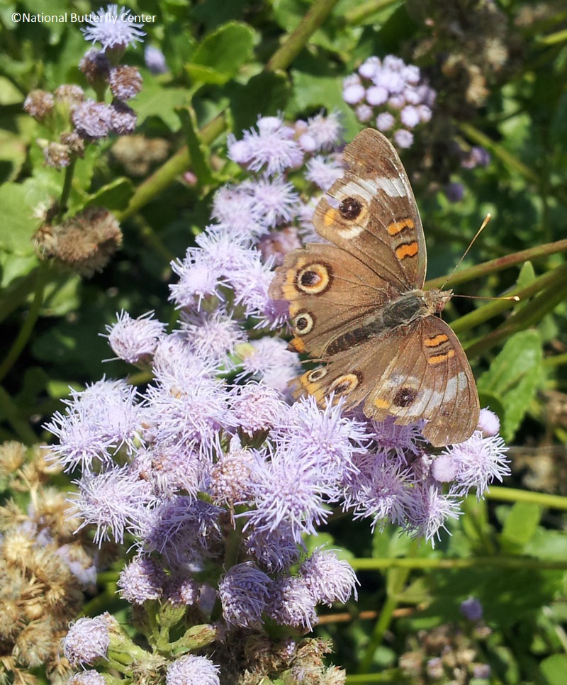 buckyeye butterfly eupatorium Central Texas Gardener