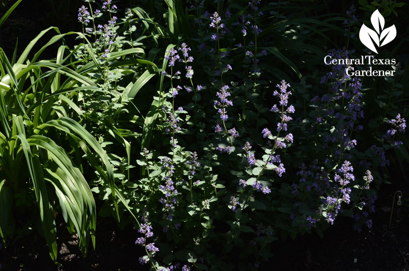 catmint Central Texas Gardener