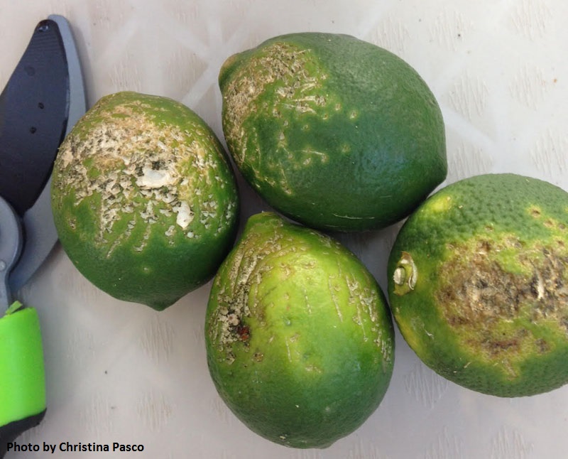 citrus fruit bird damage Central Texas Gardener