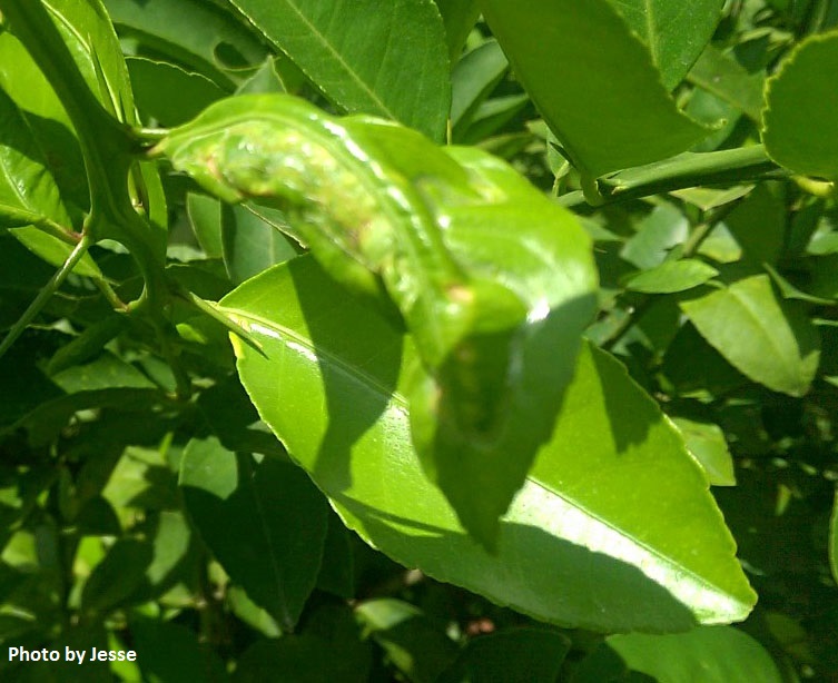 citrus leafminer damage Central Texas Gardener
