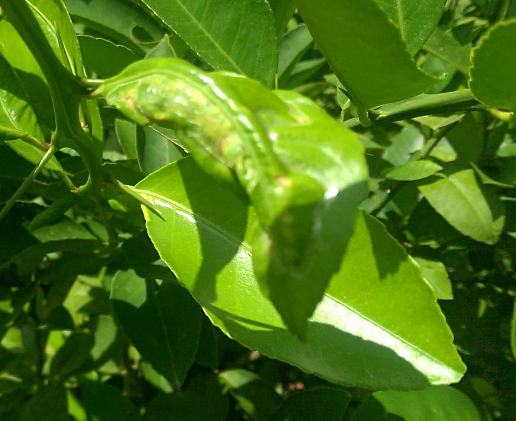 leaf miner damage on citrus 